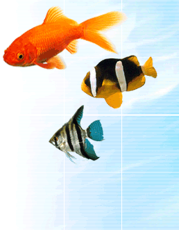 g_fish1.gif